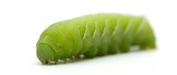 Bright green caterpillar with segmented body and visible legs on white background, suitable for nature, wildlife, education, and insect-related projects.