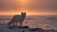 Arctic fox standing on rocky terrain during golden hour sunset with warm orange sky and blurred background for wildlife photography projects.