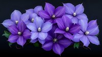 Vibrant purple balloon flowers in full bloom against dark background, cluster of platycodon grandiflorus with green foliage creates dramatic floral display.