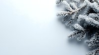 Frost covered pine branches on white background, corner composition with copy space for winter holiday designs and seasonal greeting cards.