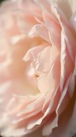 Soft pink rose petals in delicate layers creating romantic texture for wedding invitations, feminine branding, and floral design projects.