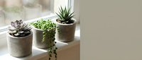 Small succulent plants in concrete pots on windowsill creating minimalist home decor display for modern interior design and urban gardening concepts.