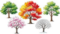 Set of five seasonal trees showing different stages from spring blossoms to autumn colors and winter bare branches on white background.