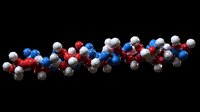 Molecular structure model showing protein chain with red, white, and blue atoms on black background, isolated scientific visualization for educational purposes.