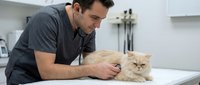 Male veterinarian examining fluffy Persian cat during routine checkup in modern clinic. Professional pet healthcare and animal wellness concept.