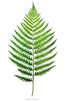 Fresh green fern leaf isolated on white background, detailed botanical illustration showing delicate fronds and pinnate structure for nature designs.