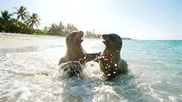 Two dogs playing and splashing in shallow ocean water on a sandy tropical beach with palm trees and clear turquoise sea, perfect for pet, summer vacation and outdoor recreation content.