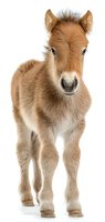 Young brown and white pony foal standing isolated on white background, facing camera with alert expression. Suitable for animal, equine, and children's educational content.