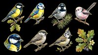 Illustrated garden birds set isolated on transparent background, ready for clipart, stickers, t-shirt design, print on demand, and sublimation projects.