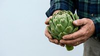 Farmer holding fresh green artichoke in hands, wearing plaid shirt. Organic produce harvest, agriculture and farming concept for food, gardening, and healthy eating.
