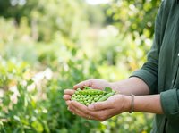Fresh green peas in farmer's hands during harvest season outdoors. Suitable for agriculture, farming, organic produce, and food industry marketing materials.