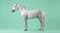 White horse standing in profile on mint green background isolated for equestrian design projects and animal themed graphics.