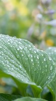Fresh green hosta leaf covered with morning dew drops in garden setting with soft bokeh background for natural botanical design projects.
