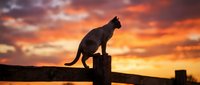 Cat silhouette sitting on wooden fence post against dramatic orange sunset sky with clouds. Pet animal outdoor scene for nature and wildlife themes.