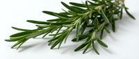 Fresh rosemary sprigs with needle-like leaves isolated on white background for culinary herbs, cooking ingredients, and natural seasoning designs.
