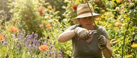 Middle-aged Caucasian woman gardener in straw hat tending to colorful flower garden with pruning shears on sunny day. Organic farming and horticulture concept.