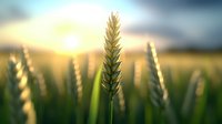 Golden wheat ear in morning sunlight against blurred rural landscape. Closeup of cereal crop with soft bokeh effect and warm sunrise colors in background.