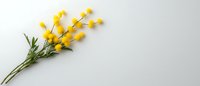 Fresh yellow mimosa branches on light gray background with copy space, spring floral composition for greeting cards and festive designs.