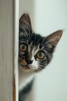 Curious tabby cat with bright amber eyes peeking from behind white wall, perfect for pet care, veterinary services, or animal behavior content. Close-up portrait captures playful feline personality.