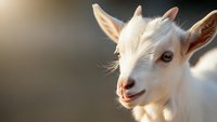 White goat portrait with soft sunlight creating warm glow on farm animal face showing gentle expression and alert ears in natural outdoor setting.