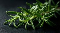 Fresh rosemary sprigs with vibrant green needles on dark surface, suitable for culinary, food styling, cooking, and herb ingredient photography.