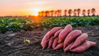 Fresh sweet potatoes harvested from organic farm field at golden sunset with agricultural landscape and crop rows in background for healthy eating.
