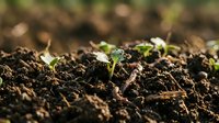 Young seedlings sprouting from rich, dark soil with water droplets glistening on leaves. Shallow depth of field emphasizes new growth and fresh beginnings. Suitable for agriculture, gardening, environmental, and sustainability projects.