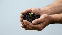 Male hands holding soil with small green seedling sprout, representing growth, environmental care, sustainability and new beginnings for gardening and ecology concepts.