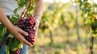 Farmer harvesting ripe red grapes from vineyard vine during harvest season, holding fresh fruit cluster in hand with blurred orchard background.