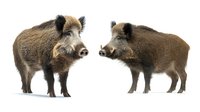 Wild boars facing each other in confrontational pose isolated on white background, full body side view of adult Sus scrofa specimens showing distinctive features.