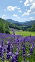 Blooming lavender field in mountain valley with lush green hills and forest under bright blue summer sky with white fluffy clouds, scenic natural landscape.