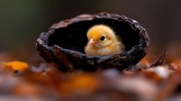 Adorable yellow baby chick sitting inside rustic woven basket surrounded by autumn leaves on ground. Cute newborn farm animal in natural outdoor setting.
