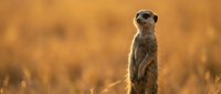 Alert meerkat standing upright in golden savanna grass, scanning the horizon at sunset with warm bokeh background in African wildlife setting.