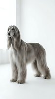 Elegant Afghan Hound with long silky coat standing gracefully in minimalist white studio setting for pet photography and breed documentation.