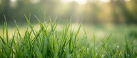 Fresh green grass blades in morning sunlight with soft bokeh background creating peaceful natural outdoor scene for wellness and environmental concepts.