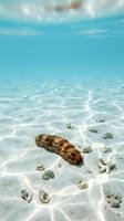 Sea cucumber resting on sandy ocean floor with shells and pebbles in crystal clear tropical waters with sunlight patterns filtering through surface.