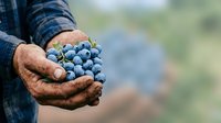 Farmer holding fresh blueberries in hands outdoors. Ripe berries harvest, agriculture, farming, organic produce, and food production concept for agricultural marketing.