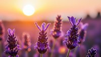 Purple lavender flowers blooming in field during golden sunset with warm bokeh background creating peaceful aromatherapy and relaxation mood for wellness concepts.