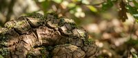 Weathered tree stump with cracked bark texture in natural forest setting with blurred green foliage background for organic nature designs.
