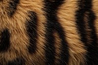 Close-up of tiger fur texture showing distinctive orange and black striped pattern, useful for wildlife and nature design backgrounds.