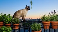 Siamese cat standing on rooftop among potted plants and herbs with city skyline at sunset, urban gardening and pet lifestyle concept.