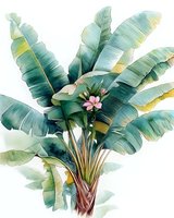 Tropical banana palm tree with large green leaves and pink flower painted in soft watercolor style on white background, botanical art illustration.