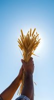 Farmer holding bundle of golden wheat stalks against clear blue sky, celebrating harvest season and agricultural success.