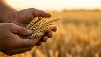 Farmer holding ripe wheat ears in hands over golden harvest field at sunset, agricultural concept for farming, grain production, and crop management.