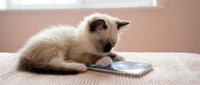 Young Siamese kitten with blue eyes lying on beige fabric surface, interacting with smartphone device, isolated on blurred pink background for pet technology concepts.