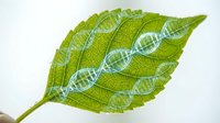 Green leaf with DNA double helix structure overlay representing genetics, biotechnology and molecular biology research on white background.