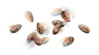 Roasted cashew nuts scattered on white background, isolated for food packaging, culinary design, and healthy snack marketing purposes.