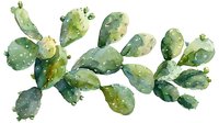 Watercolor prickly pear cactus with green paddle-shaped segments and subtle spines, painted in soft sage and olive tones on white background, isolated for design use.