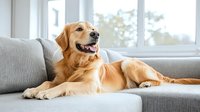 Happy golden retriever dog lying relaxed on grey couch in bright living room near window, showing friendly expression and natural behavior at home.