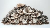 Monochromatic sepia toned mushroom cluster growing in layers, showing organic textures and natural patterns in earth tones, isolated on light background.
